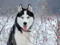 Ile km dziennie powinien chodzić husky, aby uniknąć problemów zdrowotnych?