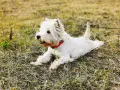 Westie piesek w czerwonej obroży leży na trawie. Szukasz informacji o west pies cena?