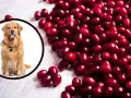 Złoty retriever siedzi obok stosu czerwonych żurawin. Czy pies może jeść żurawinę? Tak, w umiarkowanych ilościach.