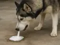 Husky pies wymiotuje niestrawionym jedzeniem, tworząc pianę na ziemi.