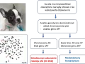 Szczenię buldoga francuskiego i jego kariotyp 78,XX. Psy mają 78 chromosomów, w tym dwa chromosomy płci X.
