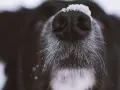 Czarny nos psa pokryty śniegiem, z mokrymi wąsami. Niesamowity węch psa pozwala mu odkrywać świat.