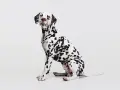 Uroczy dog o białej sierści w czarne cętki, siedzący na białym tle.