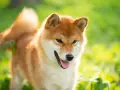 Szczęśliwy pies rasy Shiba Inu, jeden z spokojnych psów średniej wielkości, cieszy się słońcem na zielonej łące.