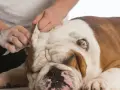 Delikatne czyszczenie uszu buldoga domowym sposobem. Ręce delikatnie wycierają ucho psa.