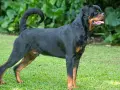 Potężny Rottweiler, rasa psa na r, stoi na trawie. Jego czarna sierść z rudymi znaczeniami lśni w słońcu.
