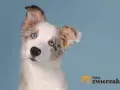 Uroczy szczeniak border collie blue merle z niebieskimi oczami, przechylający głowę.