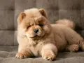 Urocza chow chow miniaturka leży na kanapie, wyglądając jak pluszowa zabawka.