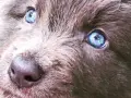 Oczy szczeniaka rasy blue bay shepherd lśnią jak dwa błękitne jeziora.