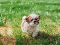 Uroczy szczeniak Shih Tzu na trawie. Zastanawiasz się, czy pies może jeść sałatę? Ten maluch wygląda, jakby chętnie spróbował!