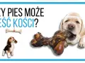 Labrador gryzie kość, a beagle patrzy na wiszącą kość. Czy pies może jeść kości?