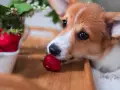 Szczeniak corgi wącha truskawkę na drewnianej desce.