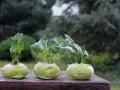 Czy pies może jeść kalarepę? Uważaj na te niebezpieczeństwa!