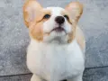 Uroczy szczeniak corgi z wielkimi uszami patrzy w górę, jakby czekał na coś pysznego. Już widać, jaki będzie wspaniały, kiedy pies jest dorosły.