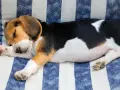 Czy beagle gubią sierść? Odkryj, jak radzić sobie z linieniem