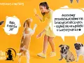 Psy ras dużych i małych, w tym buldogi i mopsy, wesoło bawią się z kobietą.