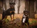 Dwa rottweilery w jesiennym lesie, jeden stoi na pniu, drugi siedzi w szaliku.