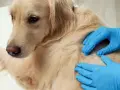 Weterynarz bada łapę golden retrievera, wyczuwając pod skórą tłuszczaka.