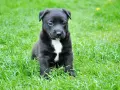 Czarny szczeniak z białą plamką na piersi siedzi na trawie. Wygląda na lekko smutnego, jakby miał puppy blues.