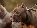 Brązowy pitbull miniaturka z zieloną obrożą i smyczą, obok drugi pies.