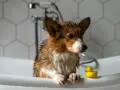 Mokry corgi w wannie z gumową kaczką. Jak wykąpać psa? To proste, gdy masz pomocnika!