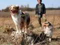 Dwa psy rasy australian shepherd, jeden rudy, drugi niebieski, stoją na łące obok kobiety w moro.