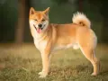 Uśmiechnięty shiba inu na trawie. Jego wielkość jest idealna do przytulania, a puszysty ogon dodaje mu uroku.
