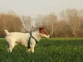 Jack Russell terrier gładkowłosy w zielonej obroży w polu, z drzewami w tle.