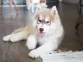 Co jedzą szczeniaki husky? Kluczowe informacje o ich diecie