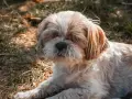 Puszysty piesek Shih Tzu odpoczywa na trawie. Może dlatego pies śpi przy głowie, bo czuje się bezpiecznie i blisko swojego opiekuna.