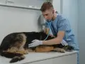 Weterynarz bada owczarka niemieckiego, którego twardy brzuch budzi niepokój.