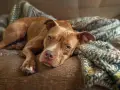 Słodki pitbull odpoczywa na kanapie, otulony kocem. Czy pitbull jest groźny? Ten piesek wygląda na łagodnego.
