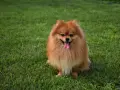 Uroczy szpic pomeranian z gęstą, rudą sierścią siedzi na trawie, merdając językiem. Czy szpic ma włosy czy sierść? Zdecydowanie sierść!