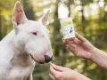 Biały bull terrier dostaje smakołyk, który może pomóc w walce z lamblią u psa.