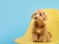 Uroczy maltipoo z puszystymi, falowanymi włosami, a nie sierścią, siedzi na żółtym krześle na tle błękitnego nieba.