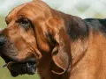Brązowy pies rasy Bloodhound z charakterystycznymi, długimi fafle. Jego uszy opadają luźno, a język lekko wystaje.