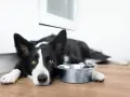 Smutny border collie leży obok pustej miski. Zastanawiasz się nad border collie cena?