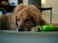 Złoty retriever z zieloną zabawką obok łapy, wygląda na smutnego, jakby przeżywał ciążę urojoną u psa.
