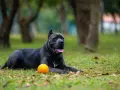 Potężny pies rasy Cane Corso, o imponującym wzroście, leży na trawie obok pomarańczowej piłki.