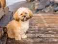 Uroczy shih tzu z puszystymi włosami siedzi na drewnianym molo.