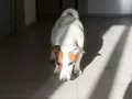 Jack Russell terrier wącha podłogę, jakby szukał czegoś, czego zapachu nie lubią psy.