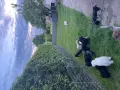 Wesołe maltipoo bawią się na trawie. Dbamy o ich zdrowie, by uniknąć maltipoo chorób.