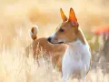 Basenji, jedna z ras pierwotnych psów, w złotym świetle wśród traw.