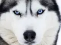 Intensywne, niebieskie oczy husky'ego wpatrują się wprost w obiektyw. Te niebieskie psy mają w sobie dzikość i spokój.