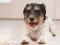 Szczeniak rasy Jack Russell Terrier z krótką kufą, typową dla brachycefalii, leży na podłodze, dysząc radośnie.