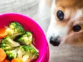 Corgi z zaciekawieniem patrzy na miskę z brokułami i marchewką. Czy pies może jeść brokuły? Tak, w umiarkowanych ilościach.