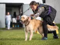 Jak skutecznie szkolić golden retrievera i unikać problemów z posłuszeństwem