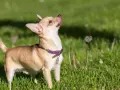Mały chihuahua z fioletową obrożą, z zaciekawieniem wpatruje się w niebo. Jego charakter to odwaga i ciekawość świata.