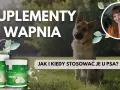 Jakie wapno dla psa wybrać, aby uniknąć zdrowotnych problemów?