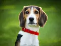 Uroczy beagle szczeniak w czerwonej obroży patrzy w obiektyw na tle zielonej trawy.